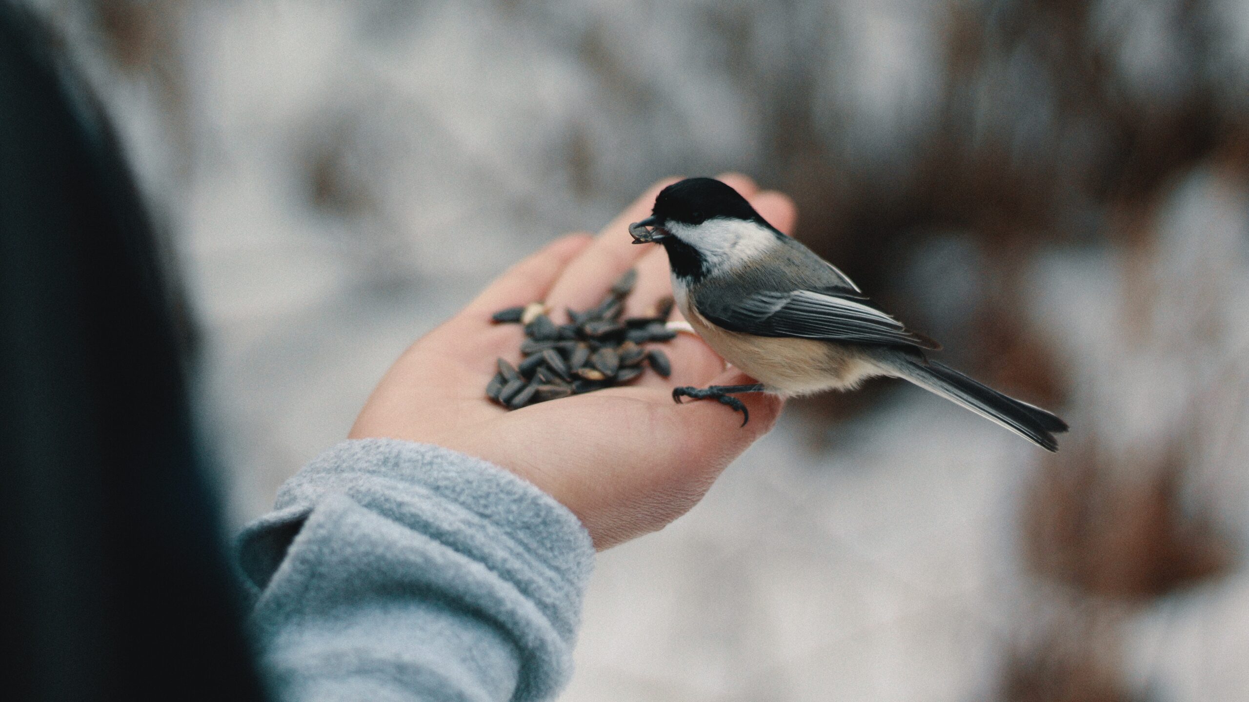 A person hand feeds a bird.