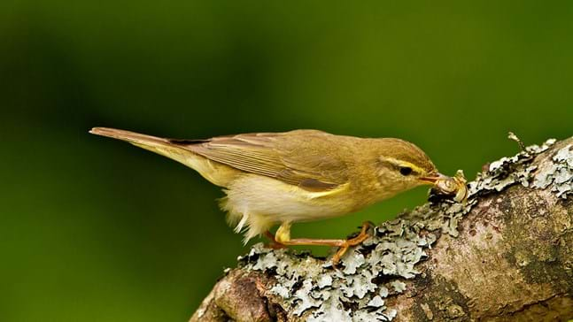 Willow Warbler (Phylloscopus trochilus) - Woodland Trust